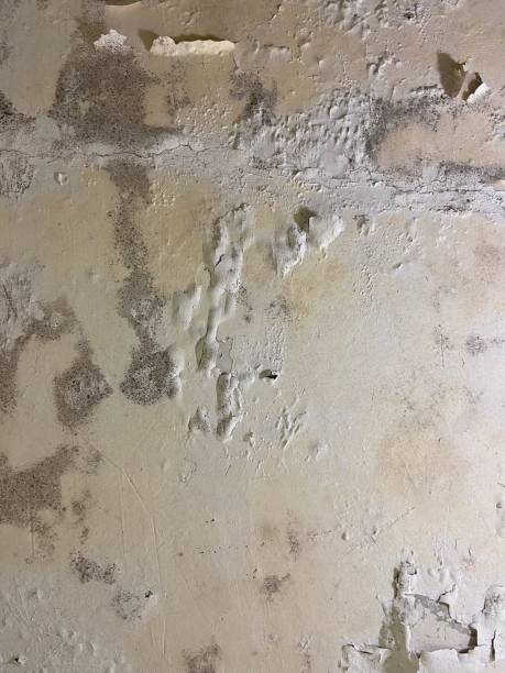 Best Insurance-Related Mold Remediation in Elmwood, LA