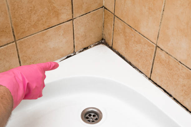 Best Mold Testing and Inspection Services in Elmwood, LA